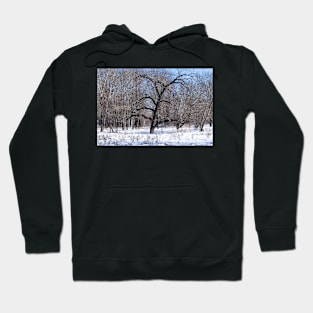 Bur Oak tree. Hoodie